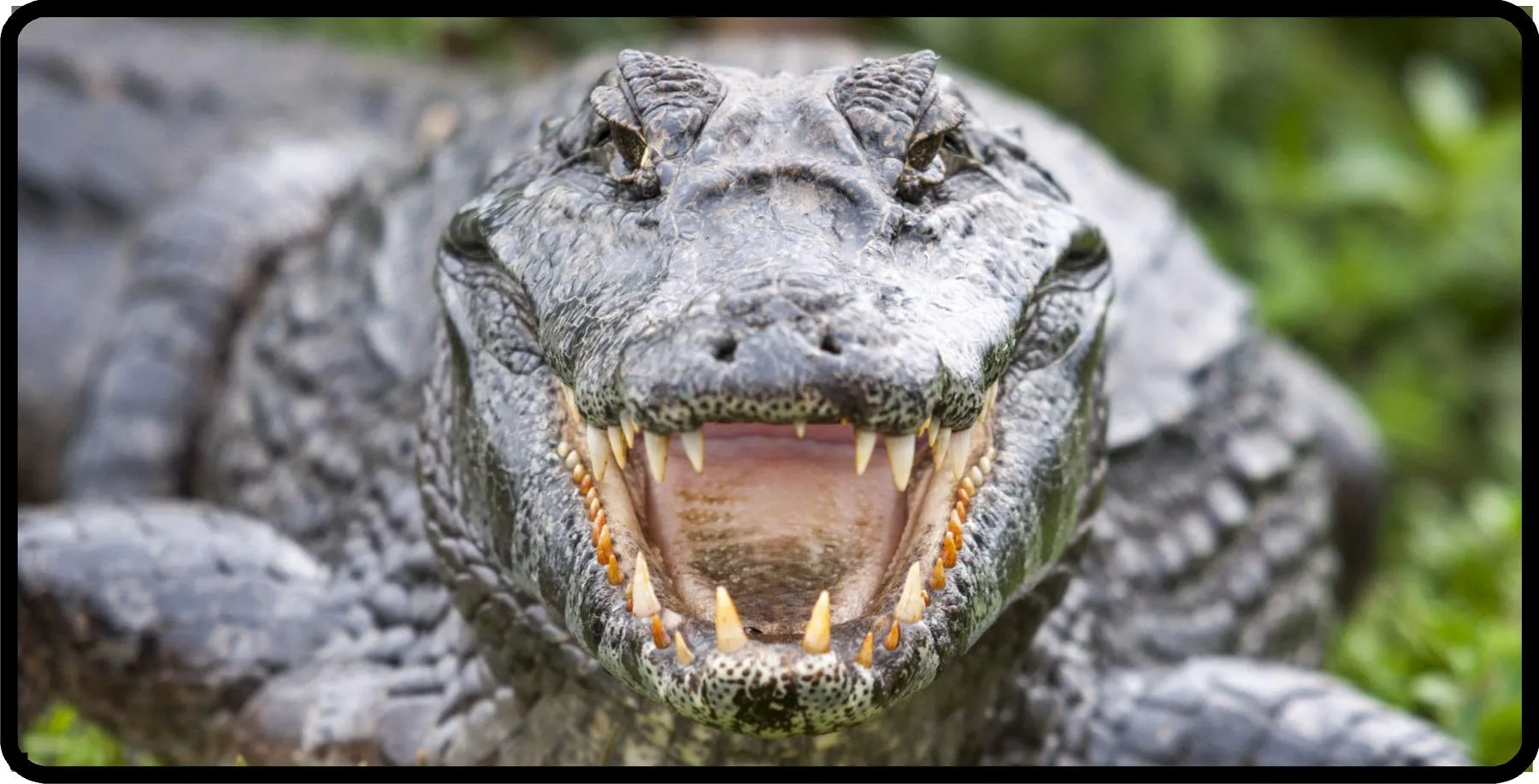 Alligator Close Up Photo License Plate - Heavy-Duty Metal, Weatherproof, Standard 6'x12'